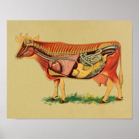 Impression Vintage de l'anatomie de la vache 1905 (Devant)