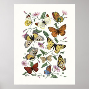 Impression vintage de papillon et de moth, Paul Ge