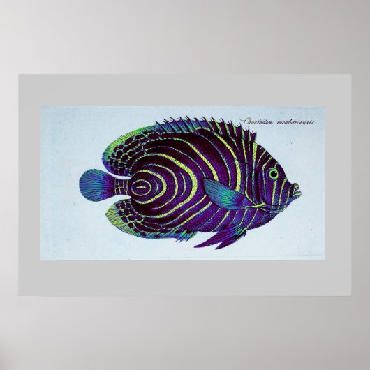 Impression vintage de poisson-ange (Devant)