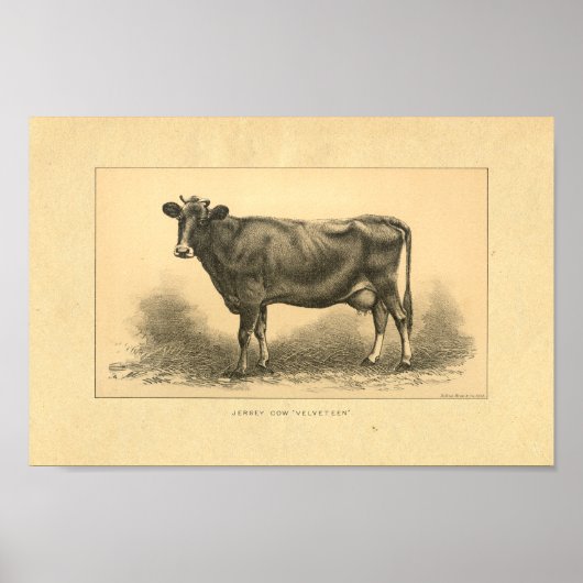 Impression vintage de vaches Jersey 1888 (Devant)