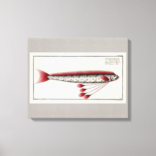 Impression Vintage d'Oarfish géant (Recto)