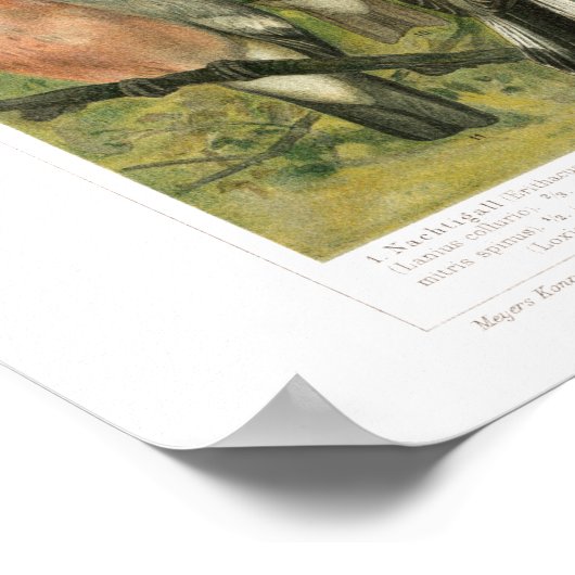 Impression vintage d'oiseaux chanteurs (Coin)