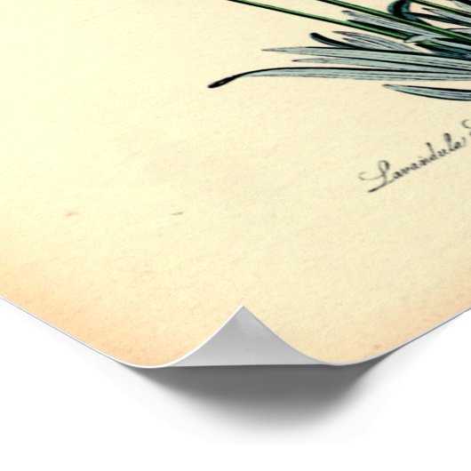 Impression vintage - Lavande (Coin)