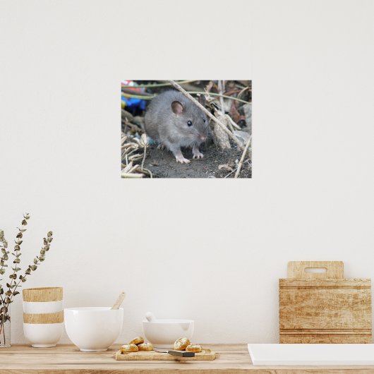 Impression Young Wild Rat (Cuisine)