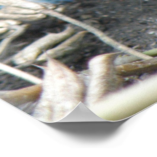 Impression Young Wild Rat (Coin)