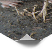 Impression Young Wild Rat (Coin)