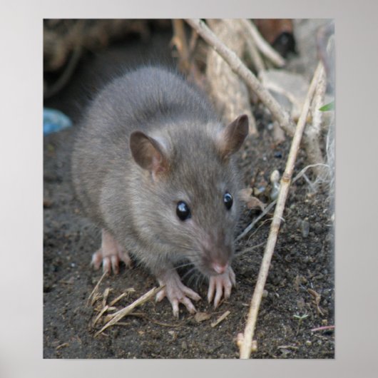 Impression Young Wild Rat (Devant)