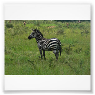 Impression Zebra