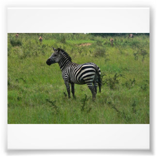 Impression Zebra