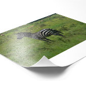 Impression Zebra (Coin)