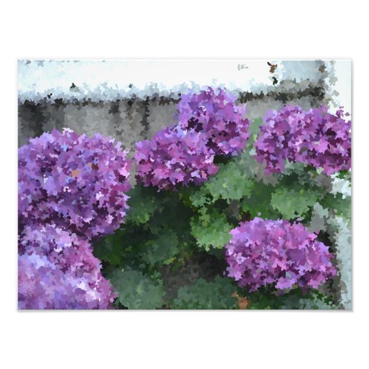 Impressionistisch Hydrangea Foto afdrukken Afdruk (Voorkant)