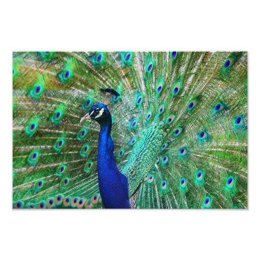 Impressionnant Peacock Photo (Devant)