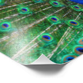 Impressionnant Peacock Photo (Coin)