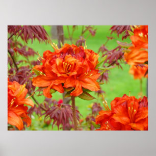 Impressions d'art de bureau Jardin de rhododendron
