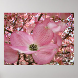 Impressions d'art de fleurs de cornouiller affiche