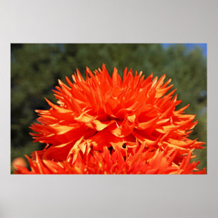 IMPRESSIONS D'ART DE FLEURS DE DAHLIA ORANGE Photo