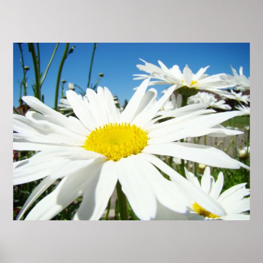 Impressions d'art de fleurs de marguerite Margueri (Devant)