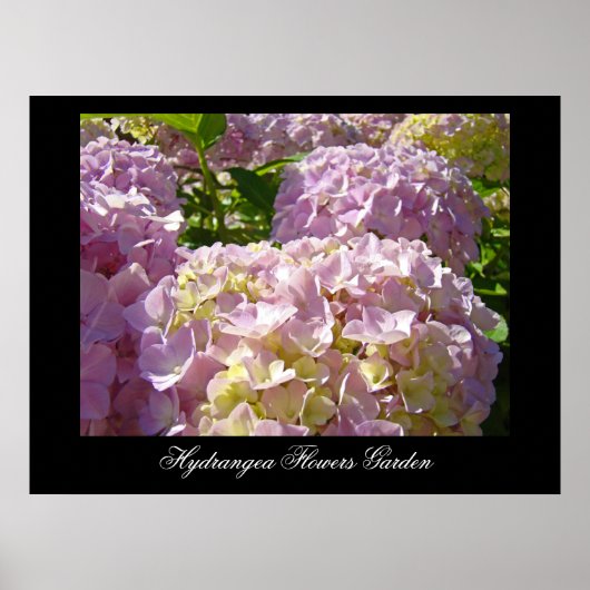Impressions d'art de fleurs d'hortensia rose Botan (Devant)