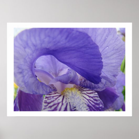 Impressions d'art de fleurs d'iris Fleur d'Iris po (Devant)