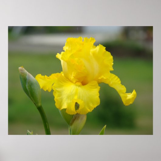 Impressions d'art de fleurs d'iris jaunes Iris (Devant)
