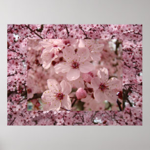 Impressions d'art de fleurs roses de printemps de