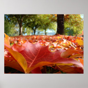 Impressions d'art de la nature Photographie Feuill