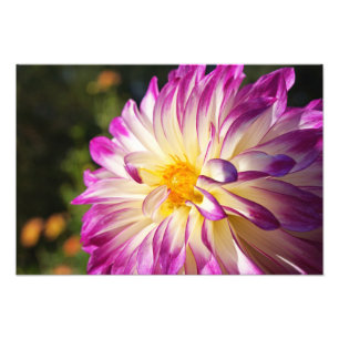 Impressions d'art de photographie de Dahlia Fleurs
