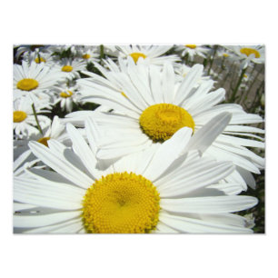Impressions d'art de photographie de fleurs de mar