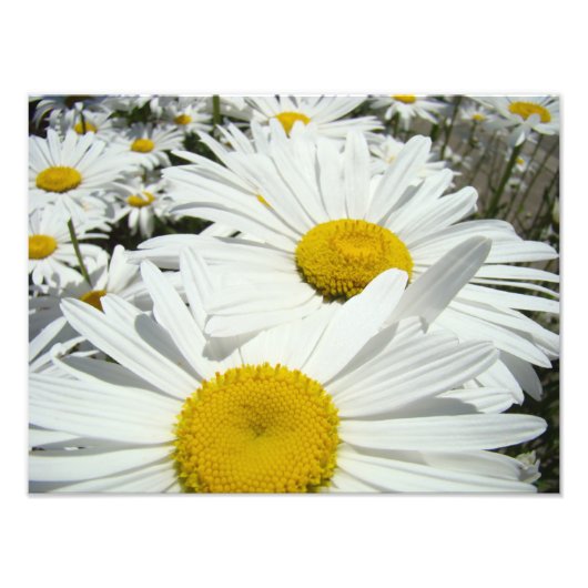 Impressions d'art de photographie de fleurs de mar (Devant)