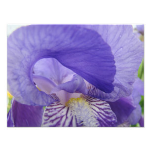 Impressions d'art de photographie de fleurs d'iris