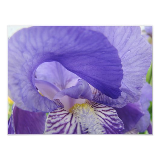 Impressions d'art de photographie de fleurs d'iris (Devant)