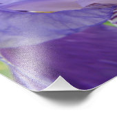 Impressions d'art de photographie de fleurs d'iris (Coin)