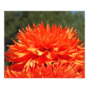 Impressions d'art de photographie de nature Fleur