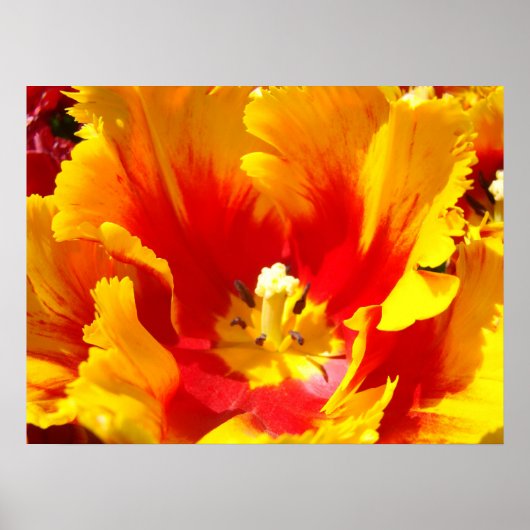 Impressions d'art fines de fleurs de tulipe rouge (Devant)