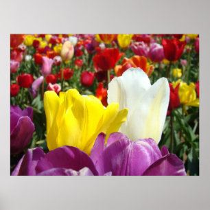 Impressions d'art fines de fleurs de tulipes Festi