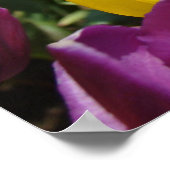 Impressions d'art fines de fleurs de tulipes Festi (Coin)