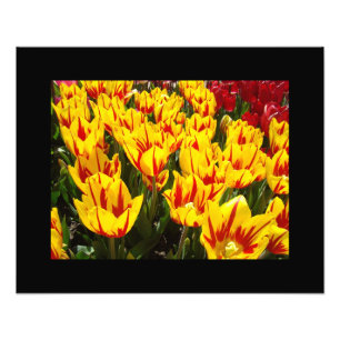 Impressions d'art fines de fleurs de tulipes rouge