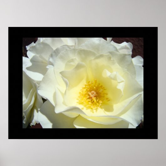 Impressions d'art fines de fleurs roses blanches j (Devant)