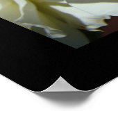 Impressions d'art fines de fleurs roses blanches j (Coin)