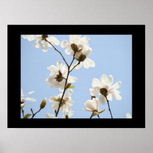 Impressions d'art Fleurs de Magnolia ciel bleu