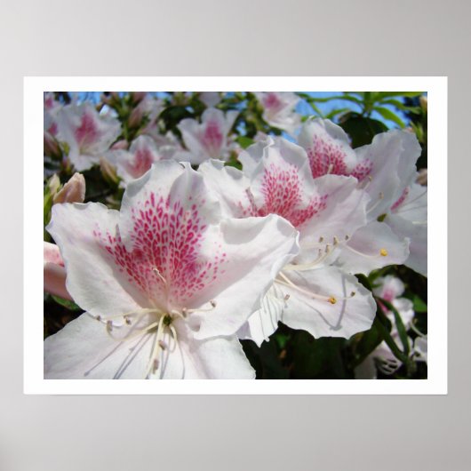 Impressions d'art floral Fleurs d'azalée blanches (Devant)