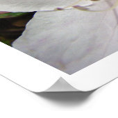 Impressions d'art floral Fleurs d'azalée blanches (Coin)