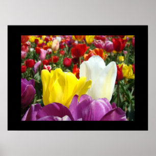 Impressions d'art floral Fleurs de tulipes colorée