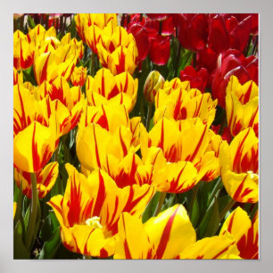Impressions d'art floral rouge jaune Tulipes Fleur