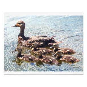 Impressions de la photographie du canard et du can