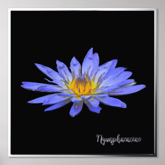 Impressions Dorure Argent Accent Blue Water Lily Imprimer l'affiche