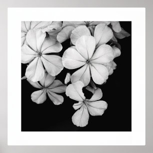 Impressions Dorure b&w carte postale