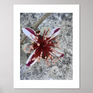 IMPRESSIONS DORURE  IMPRIMER L'ART ET LA CONCEPTION DES POSTES