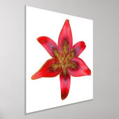 Impressions Dorure Rouge Lily - Lilium asiatique Accent d'huile d'imp (Poser)