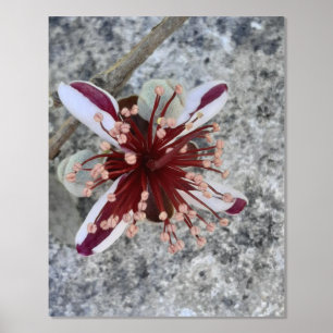 IMPRESSIONS DORURE  STYLES D'ART ET DE DESIGN D'IMPRIMANTE FOIL